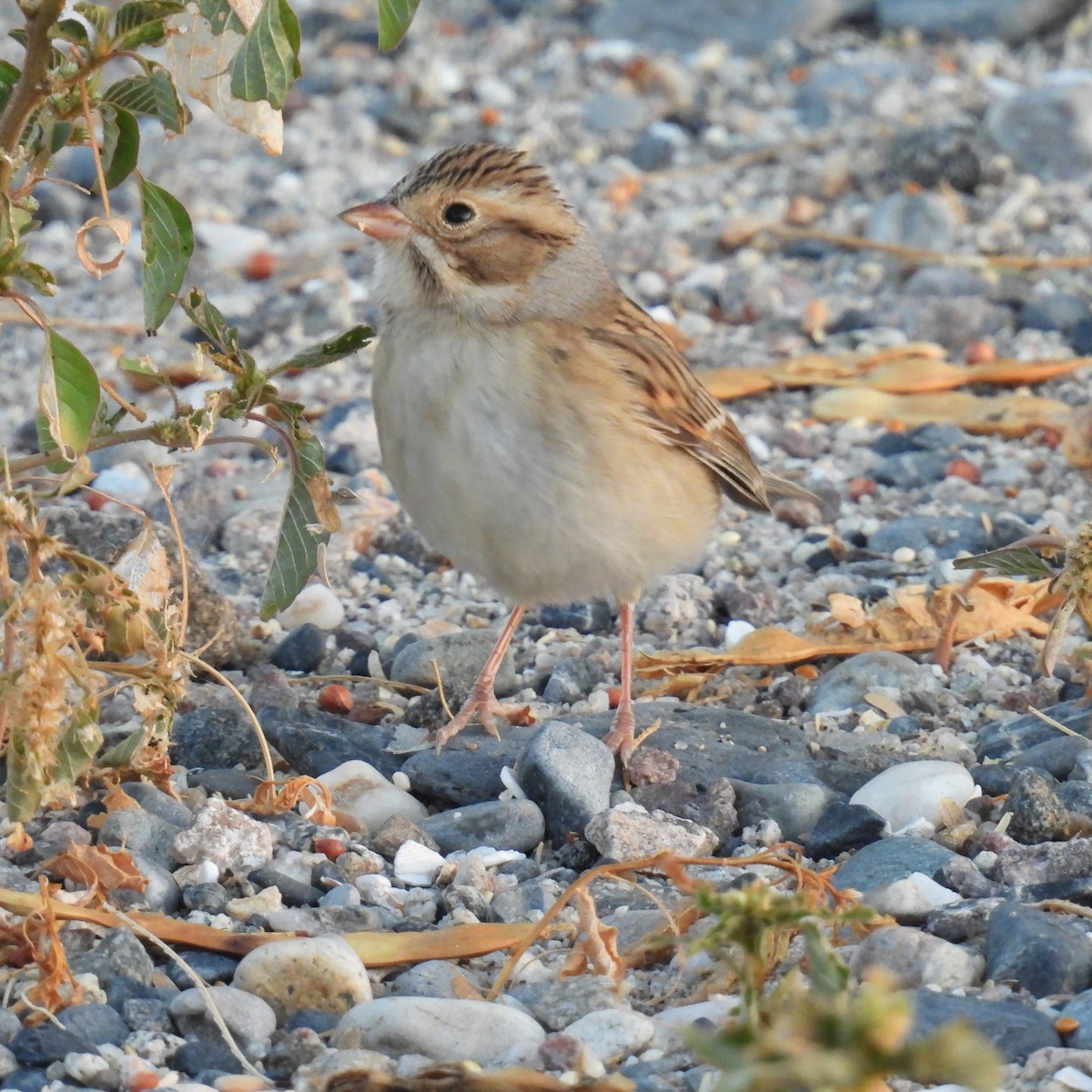 Clay-colored Sparrow - ML610307540