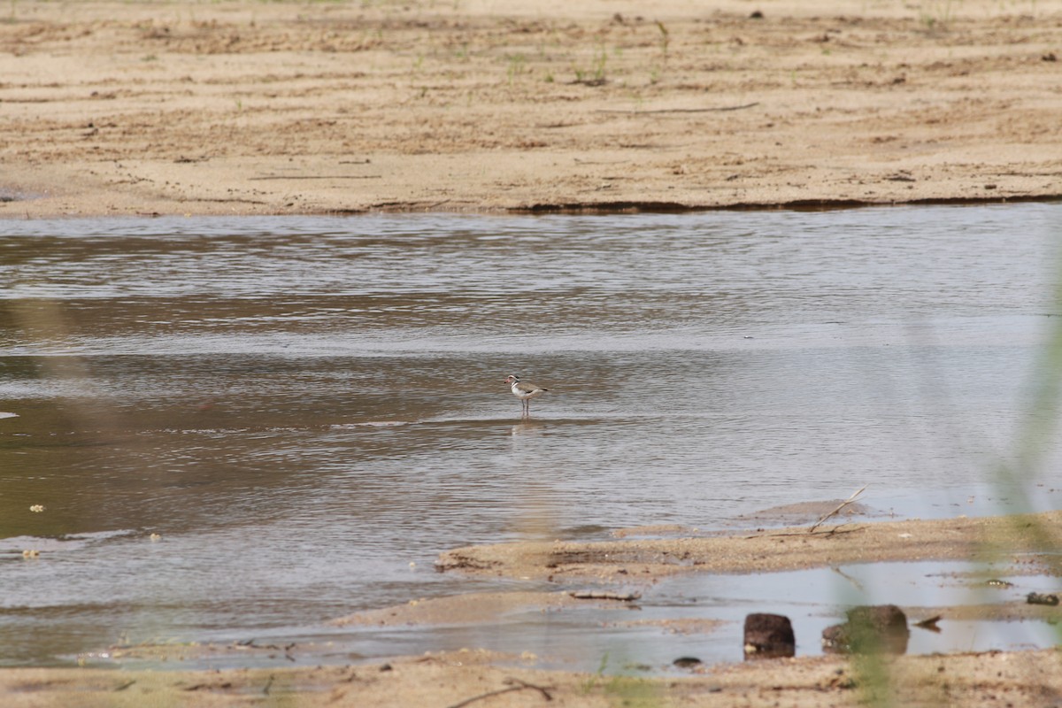 Three-banded Plover - ML610307551