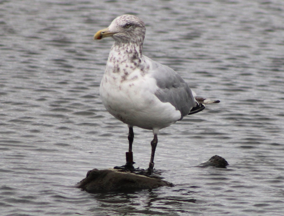 Herring Gull - ML610307562