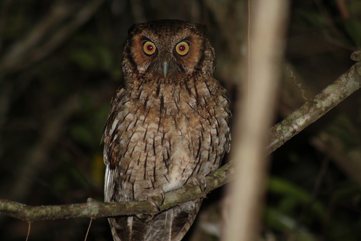 Black-capped Screech-Owl - ML610307611