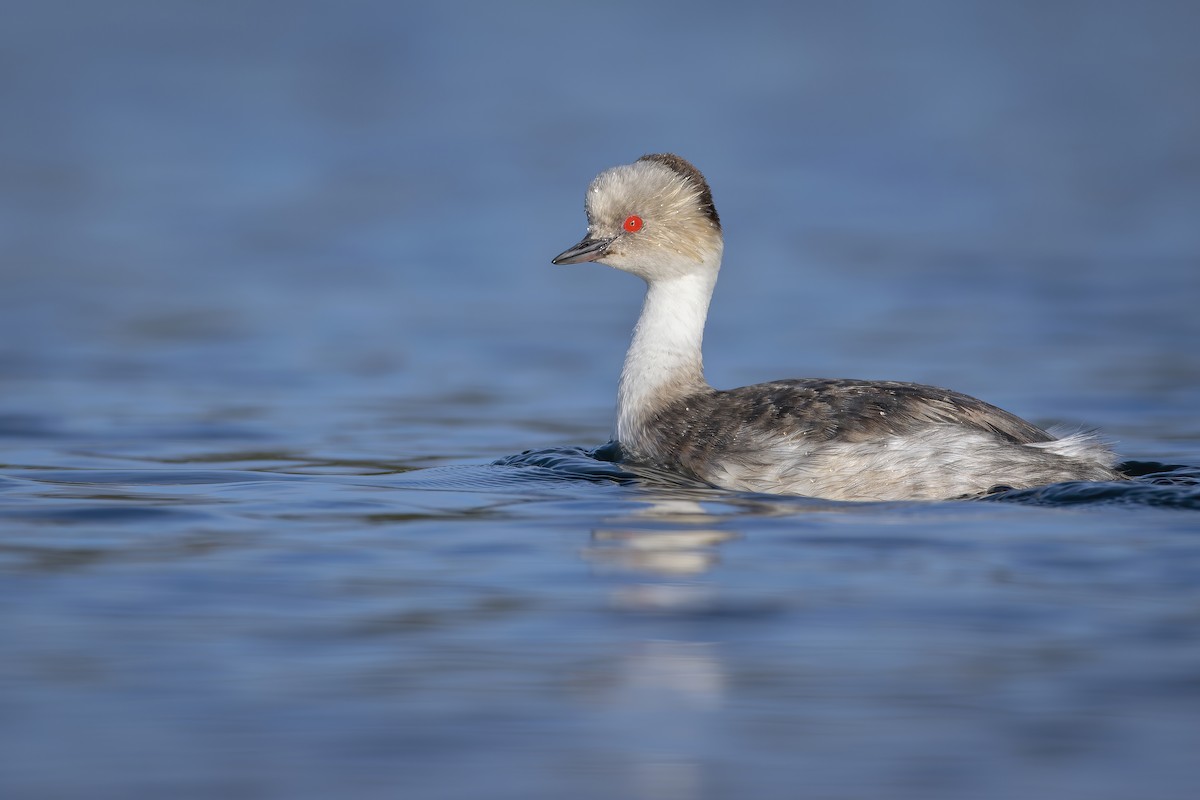 Silvery Grebe - ML610307612