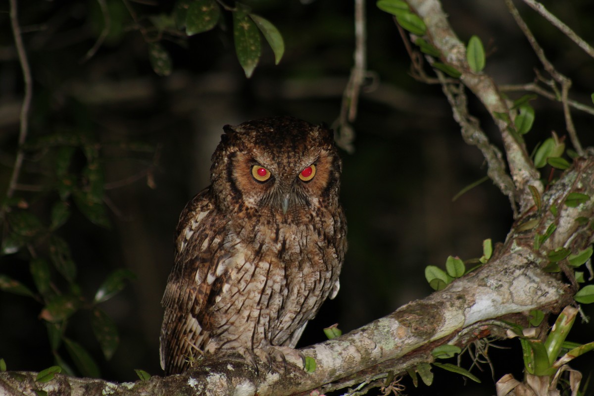 Long-tufted Screech-Owl - ML610307617