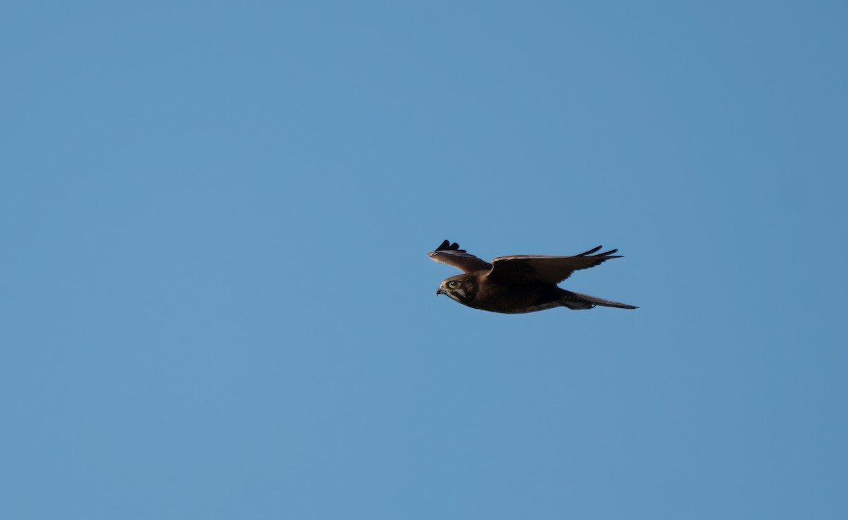 Brown Falcon - ML610307622