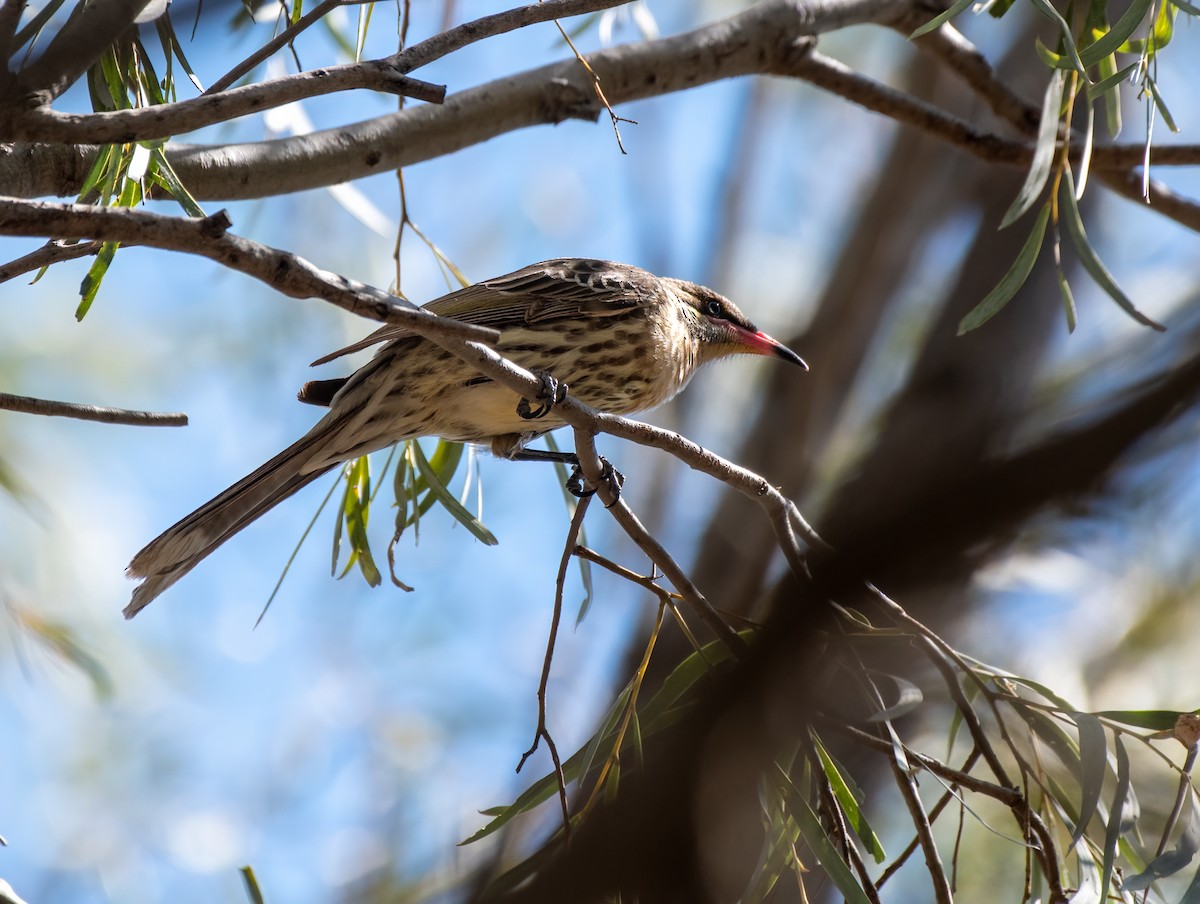 Spiny-cheeked Honeyeater - ML610307639