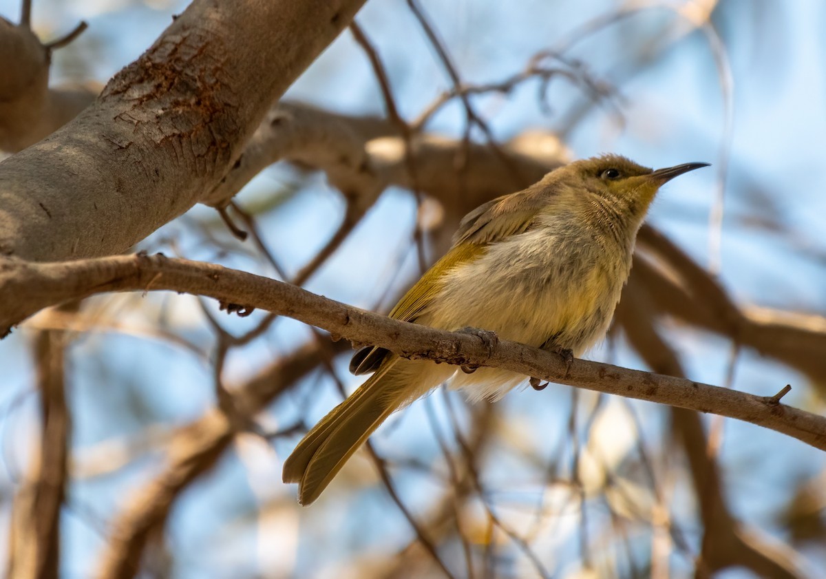 Brown Honeyeater - ML610307656