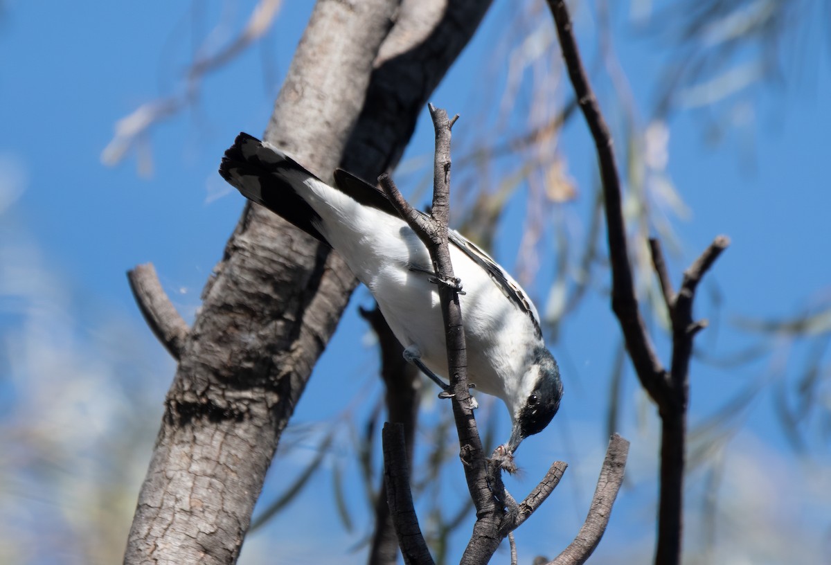 White-winged Triller - ML610307683