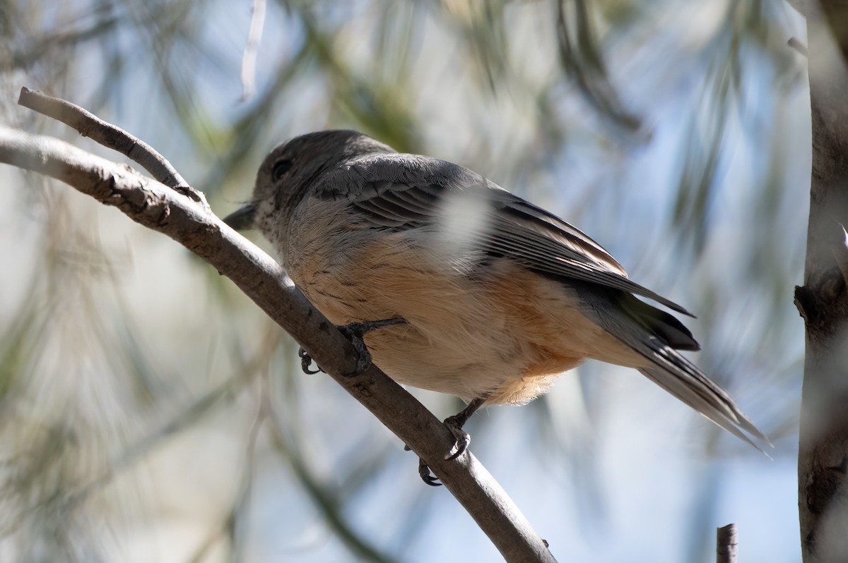 Rufous Whistler - ML610307716