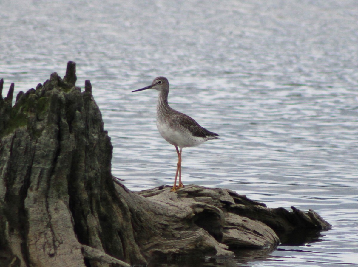 Greater Yellowlegs - ML610307733