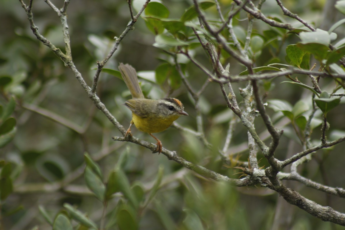 Golden-crowned Warbler - ML610307866