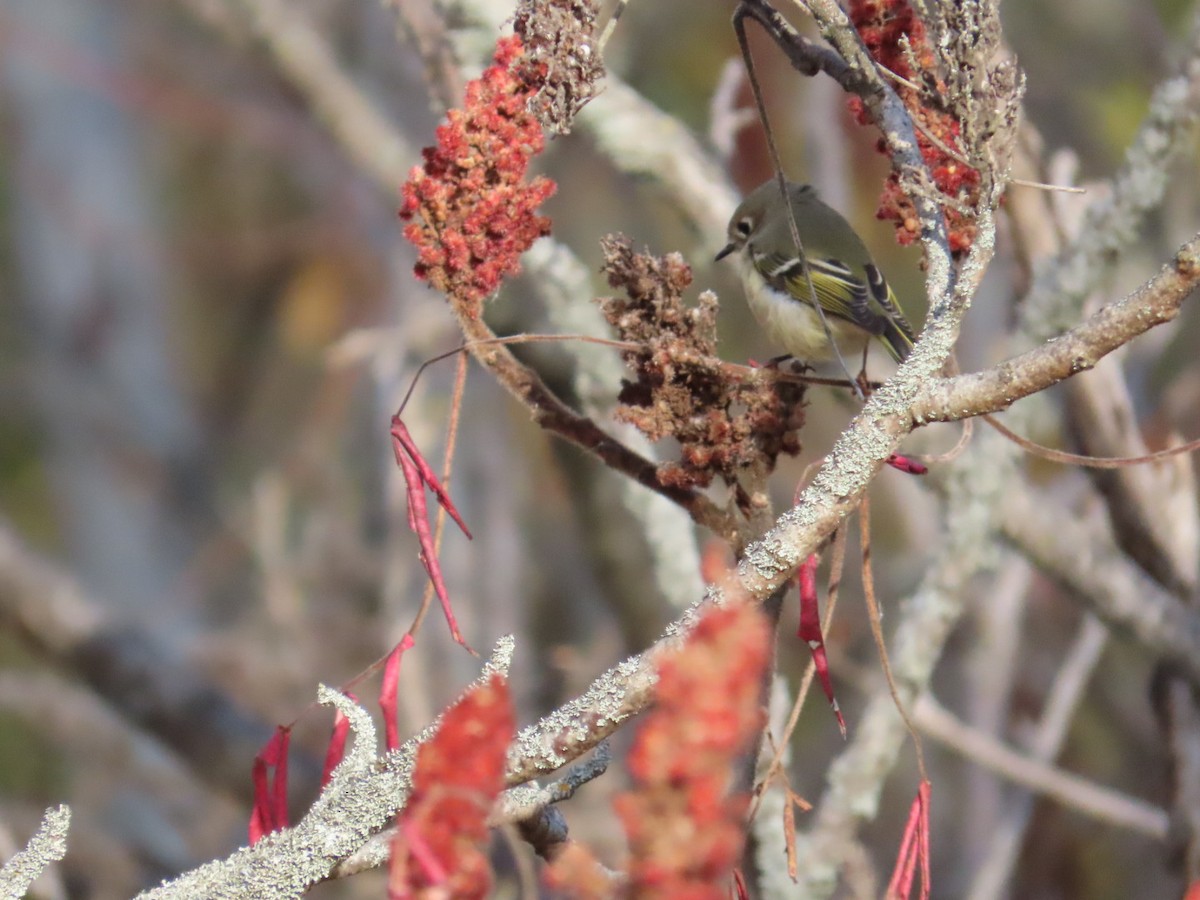 Ruby-crowned Kinglet - Ron Dorscht