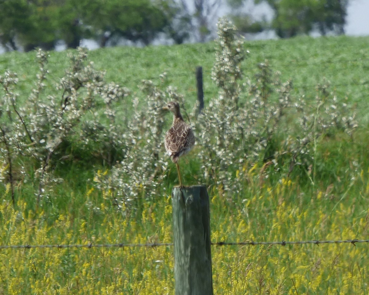 Upland Sandpiper - ML610307895