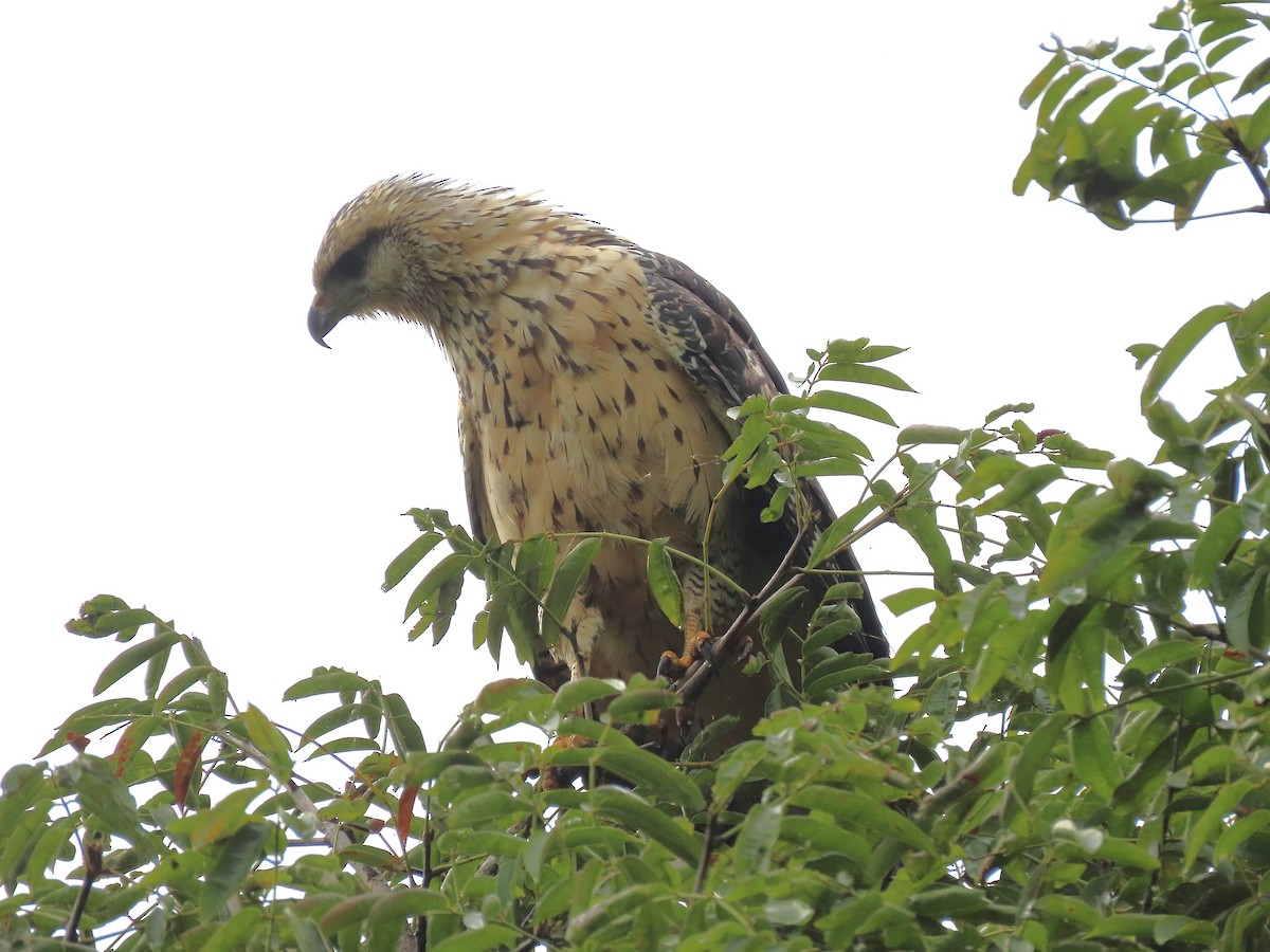 Great Black Hawk - ML610307910