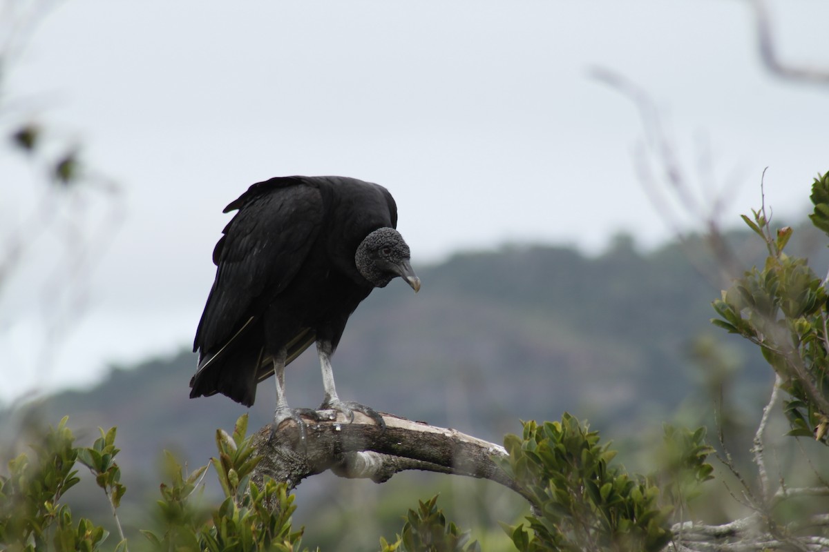 Black Vulture - ML610307948