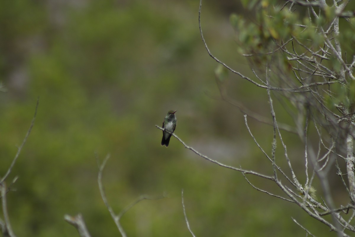 Glittering-throated Emerald - ML610307965