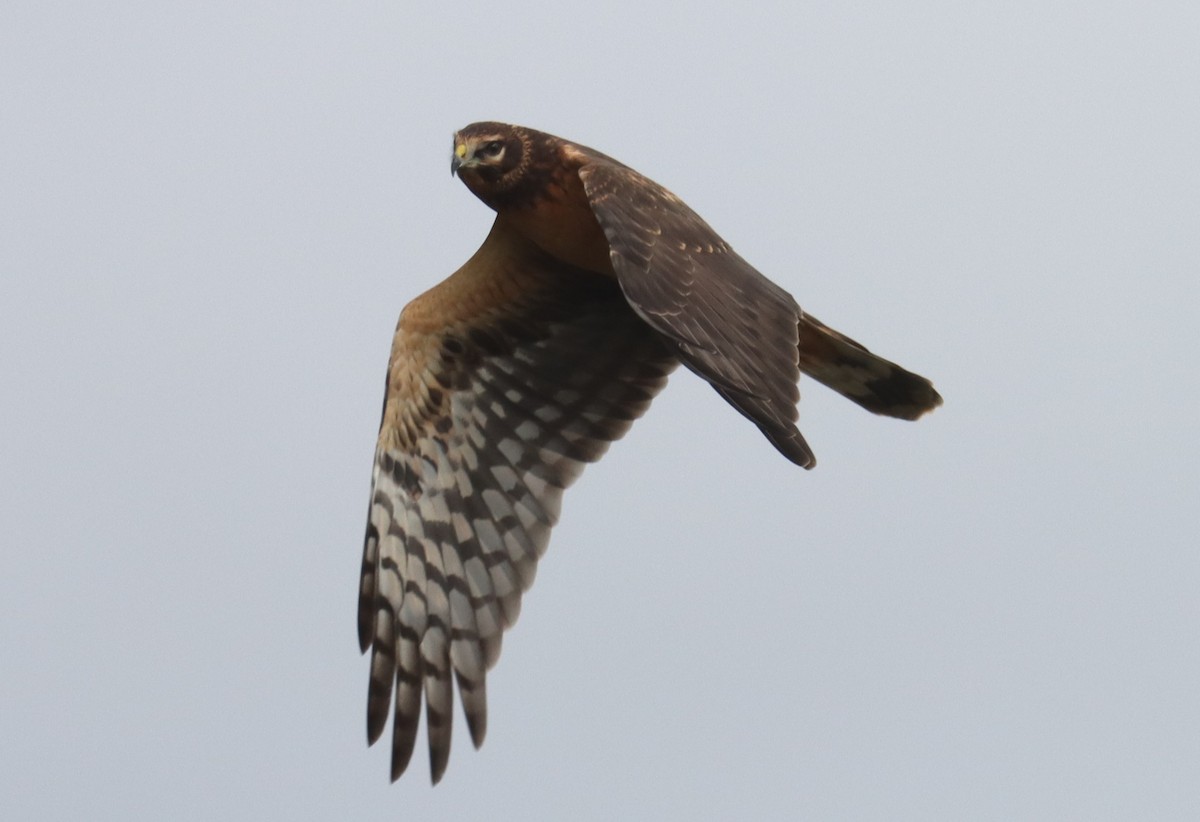 Northern Harrier - ML610307976