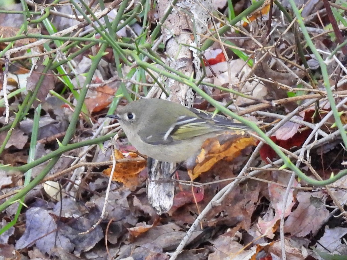 Ruby-crowned Kinglet - ML610308045