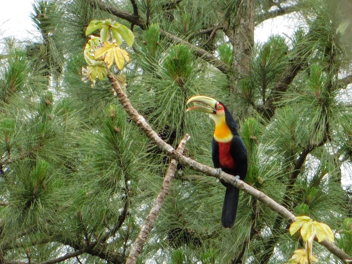 Red-breasted Toucan - ML610308046