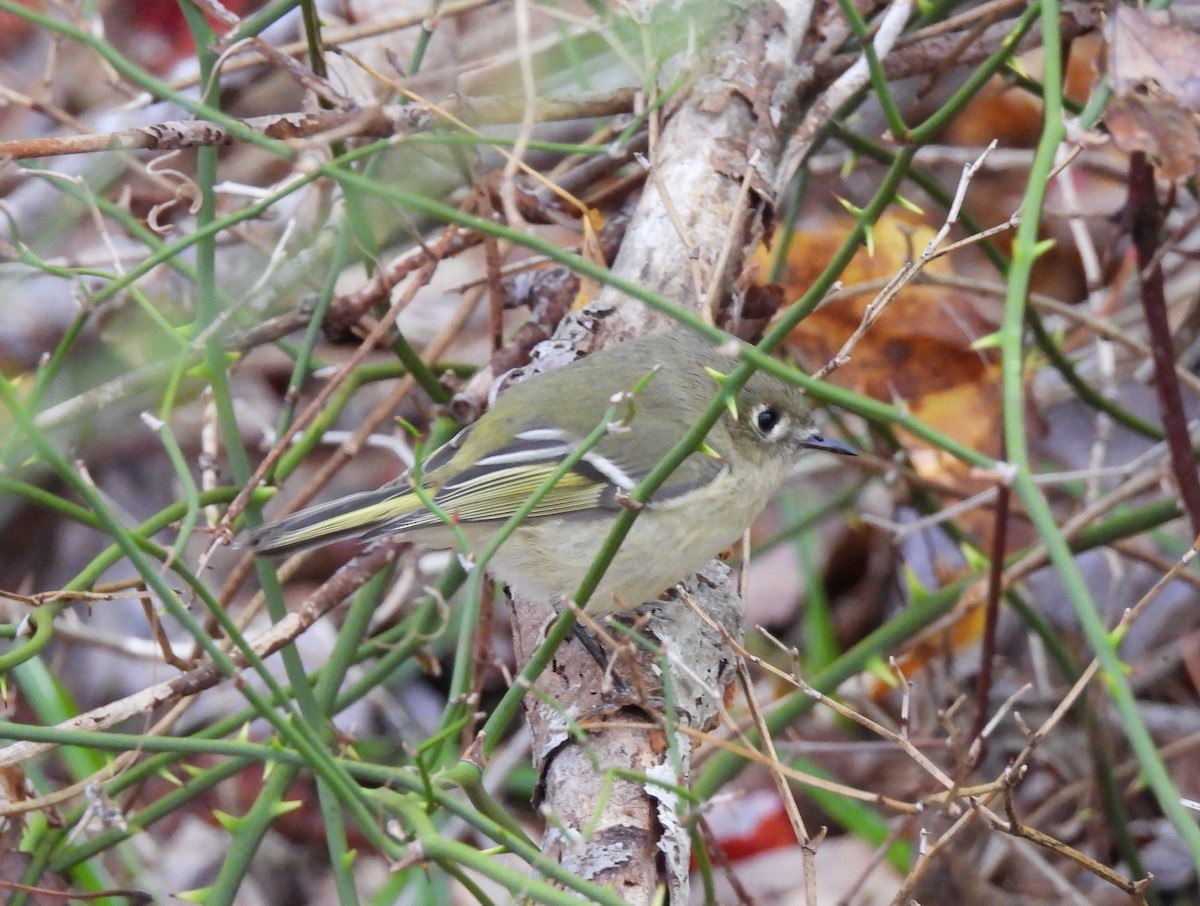 Ruby-crowned Kinglet - ML610308048