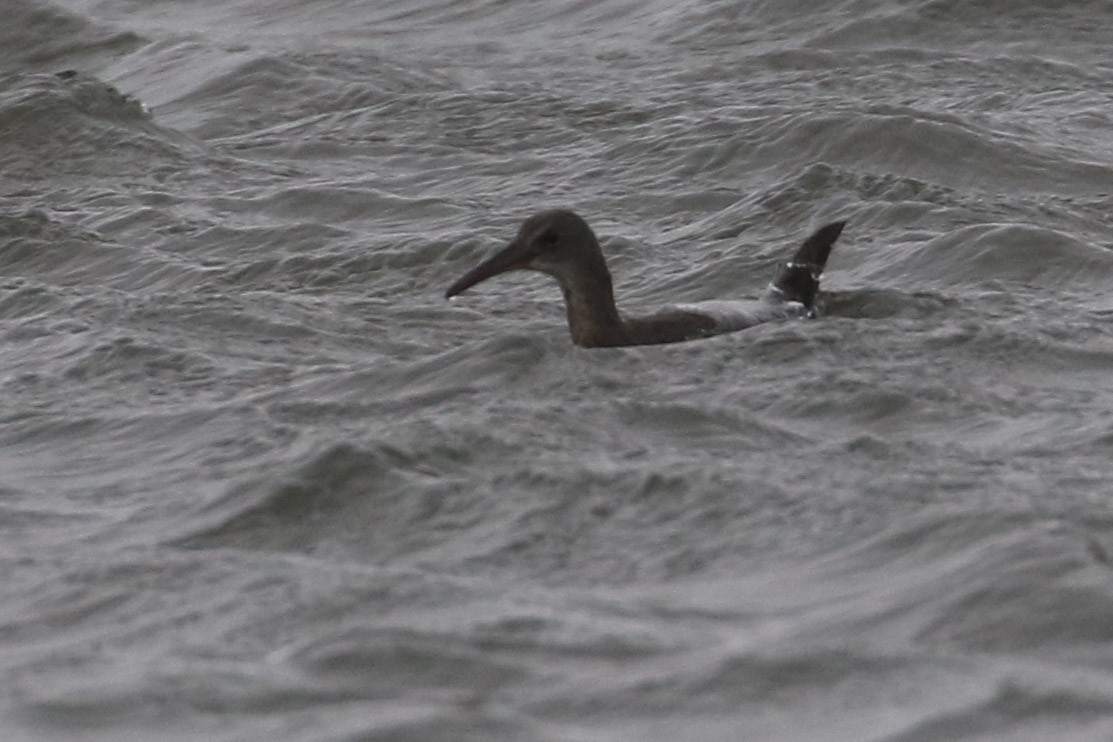 Râle tapageur - ML610308050