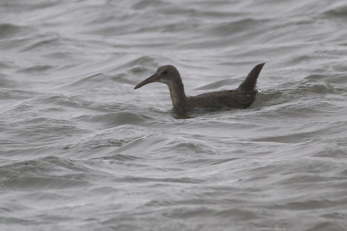 Râle tapageur - ML610308051