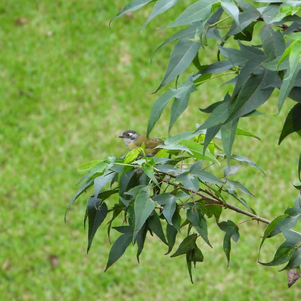 Common Chlorospingus (Middle America) - grete pasch