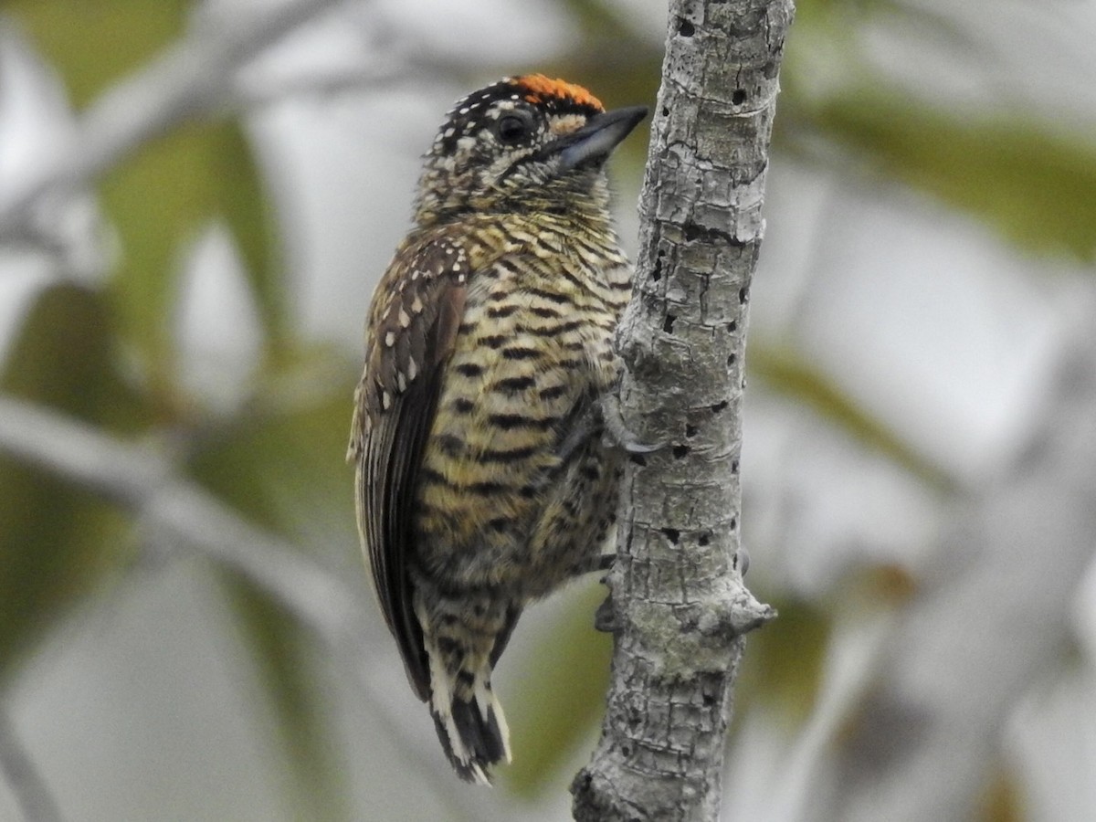 Golden-spangled Piculet (Buffon's) - ML610308066