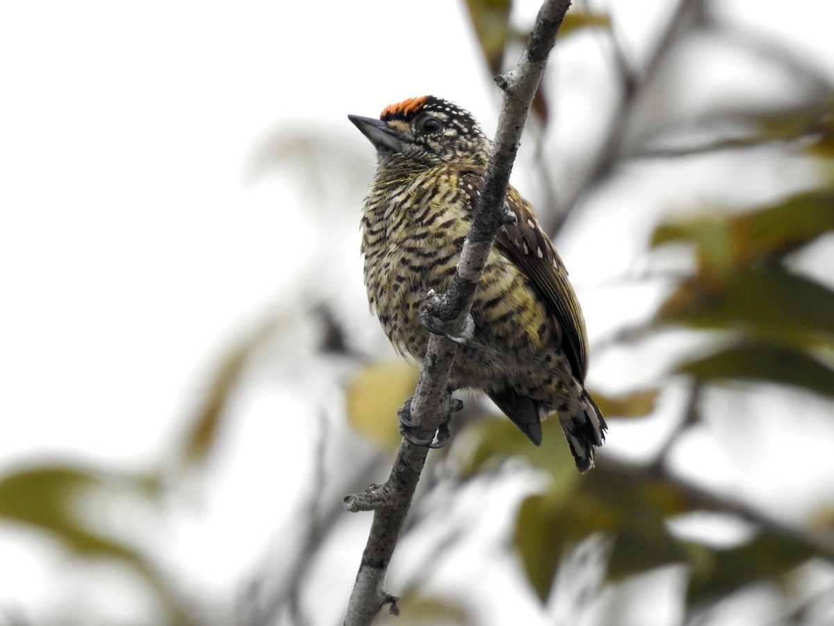 Golden-spangled Piculet (Buffon's) - ML610308069