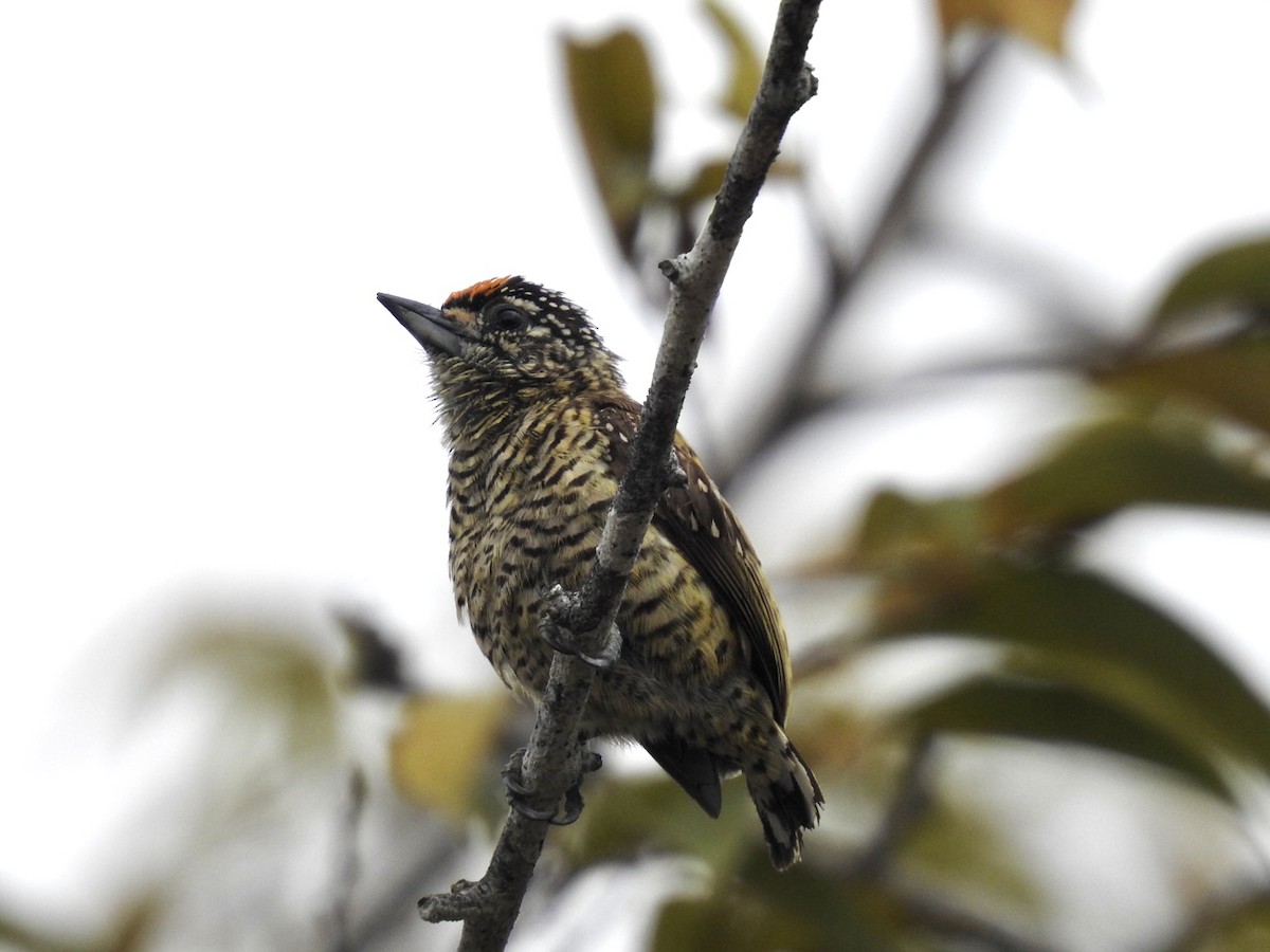 Golden-spangled Piculet (Buffon's) - Nick Odio