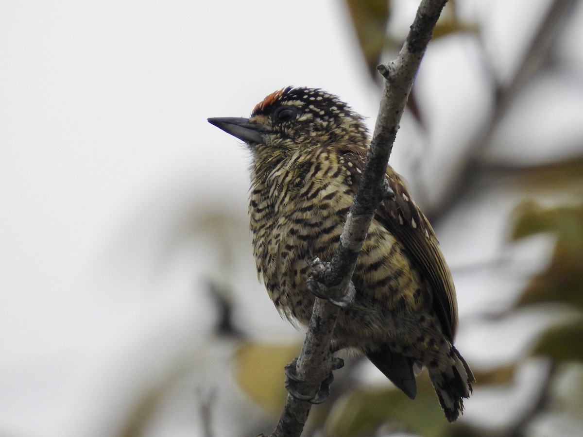 Golden-spangled Piculet (Buffon's) - ML610308071