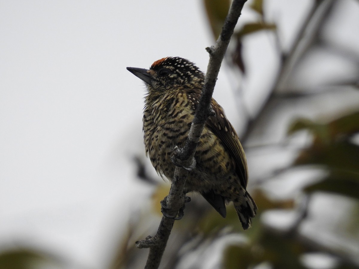 Golden-spangled Piculet (Buffon's) - ML610308072