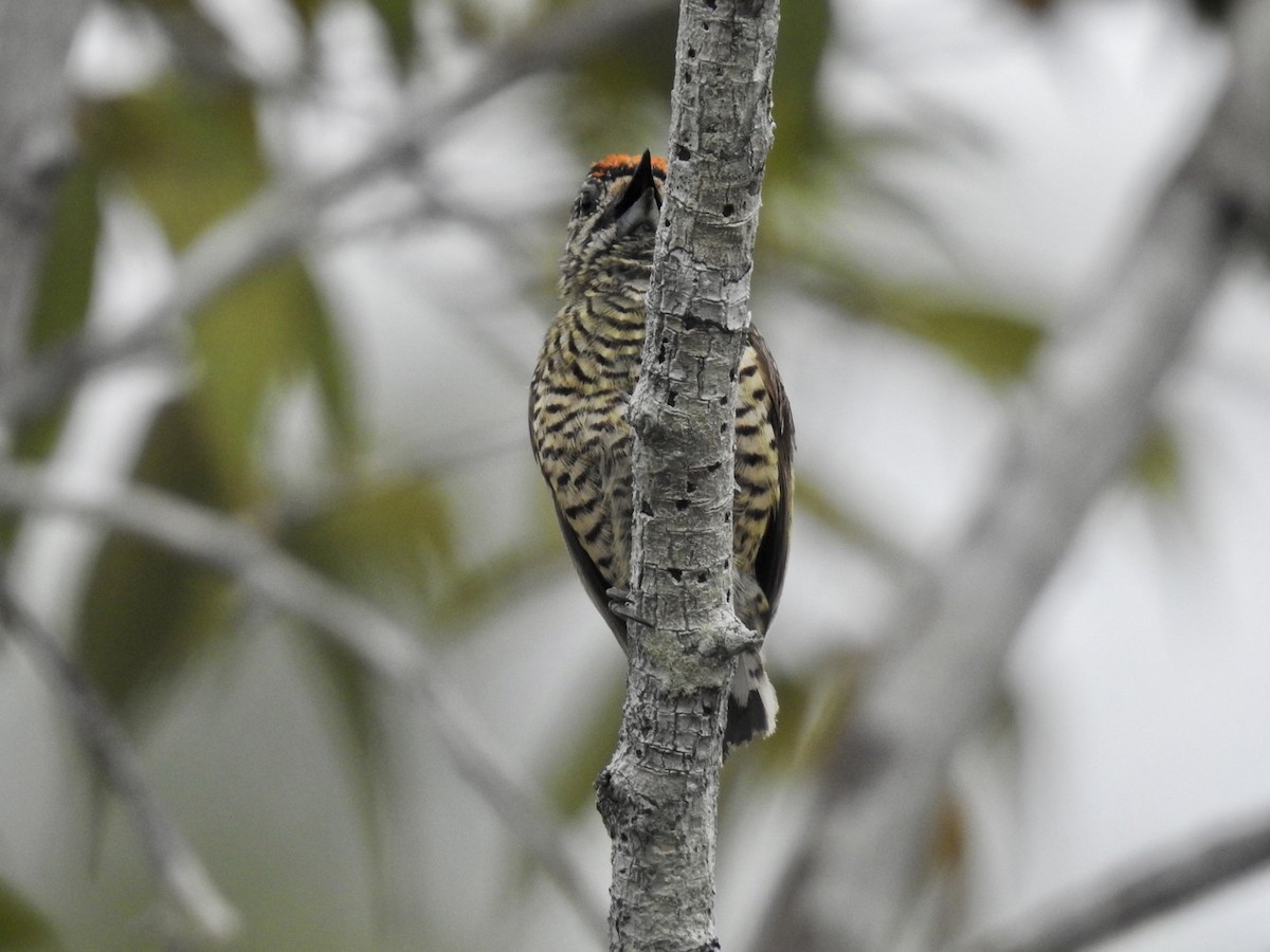 Golden-spangled Piculet (Buffon's) - ML610308074