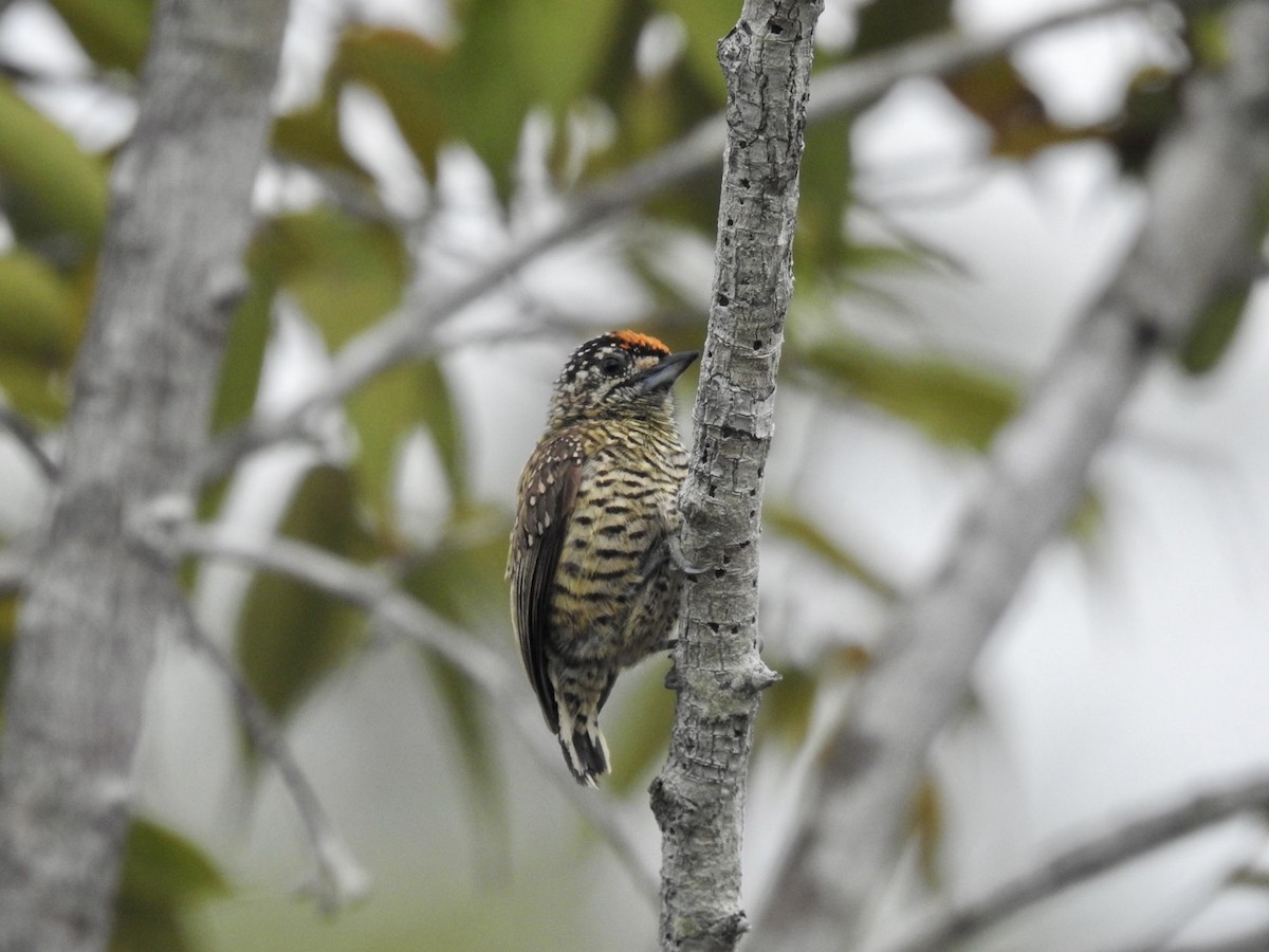 Golden-spangled Piculet (Buffon's) - ML610308075