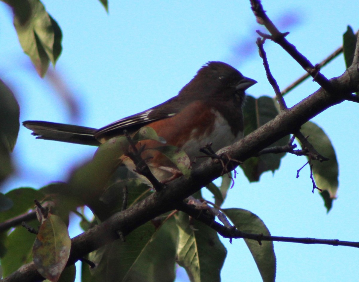 Eastern Towhee - Kenneth Showalter