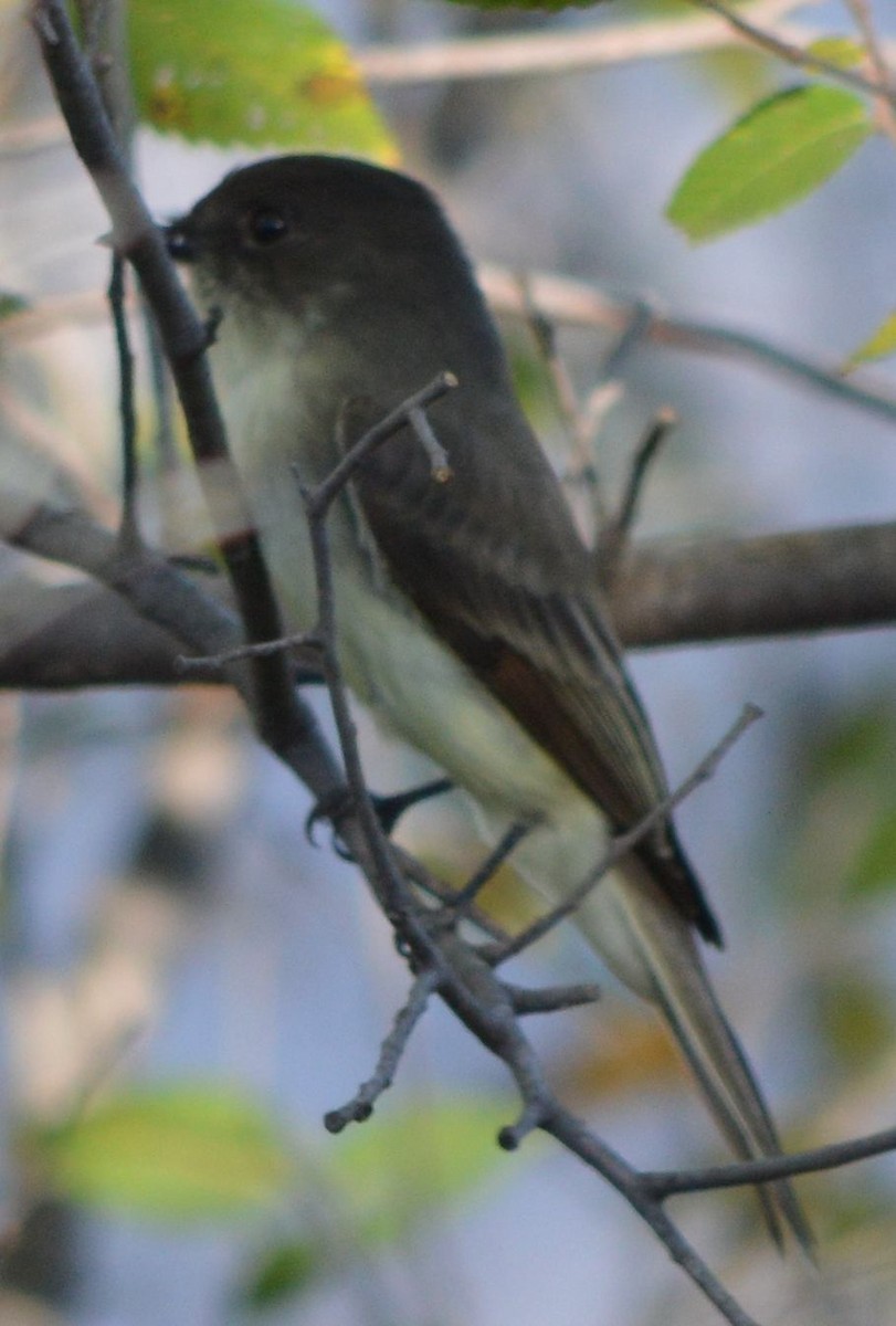 Eastern Phoebe - ML610308172