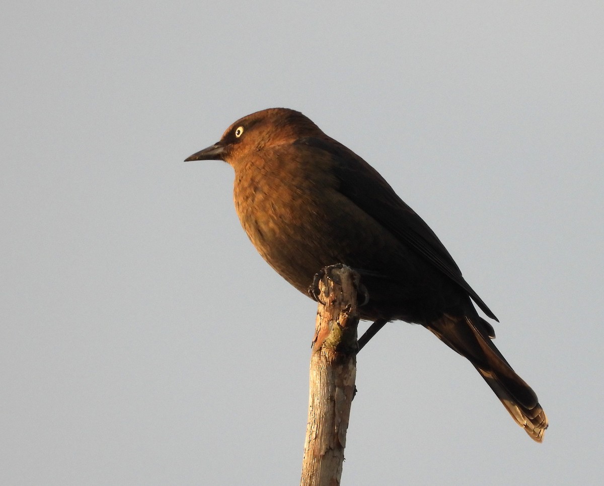 Rusty Blackbird - Tim Goodale