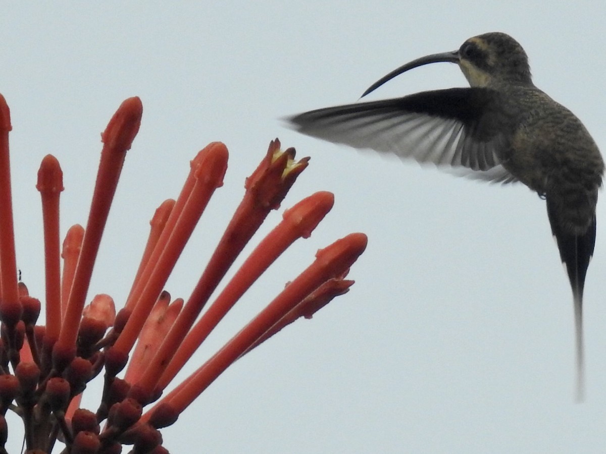 Long-tailed Hermit - ML610308199