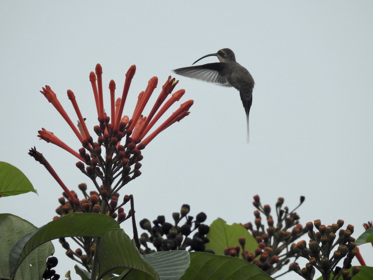 Long-tailed Hermit - ML610308200