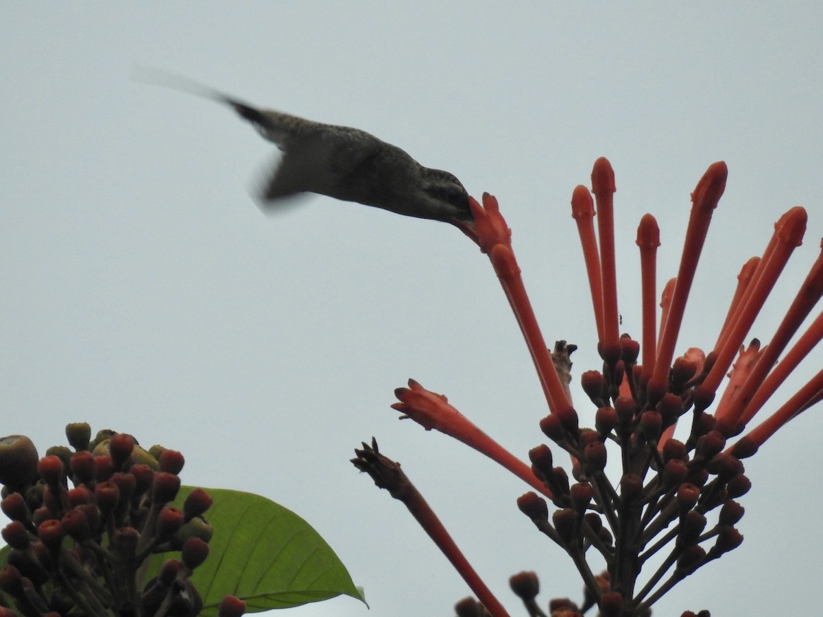 Long-tailed Hermit - ML610308202