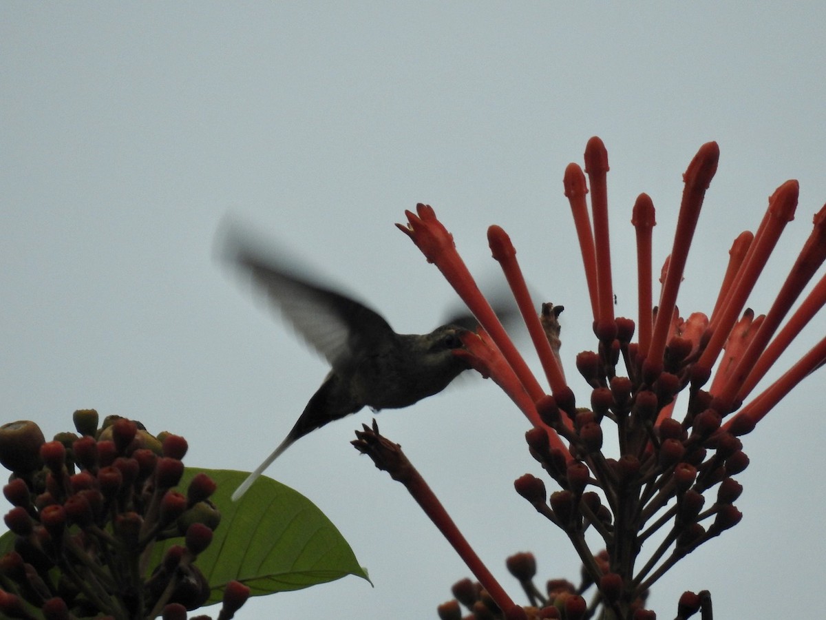 Long-tailed Hermit - ML610308203