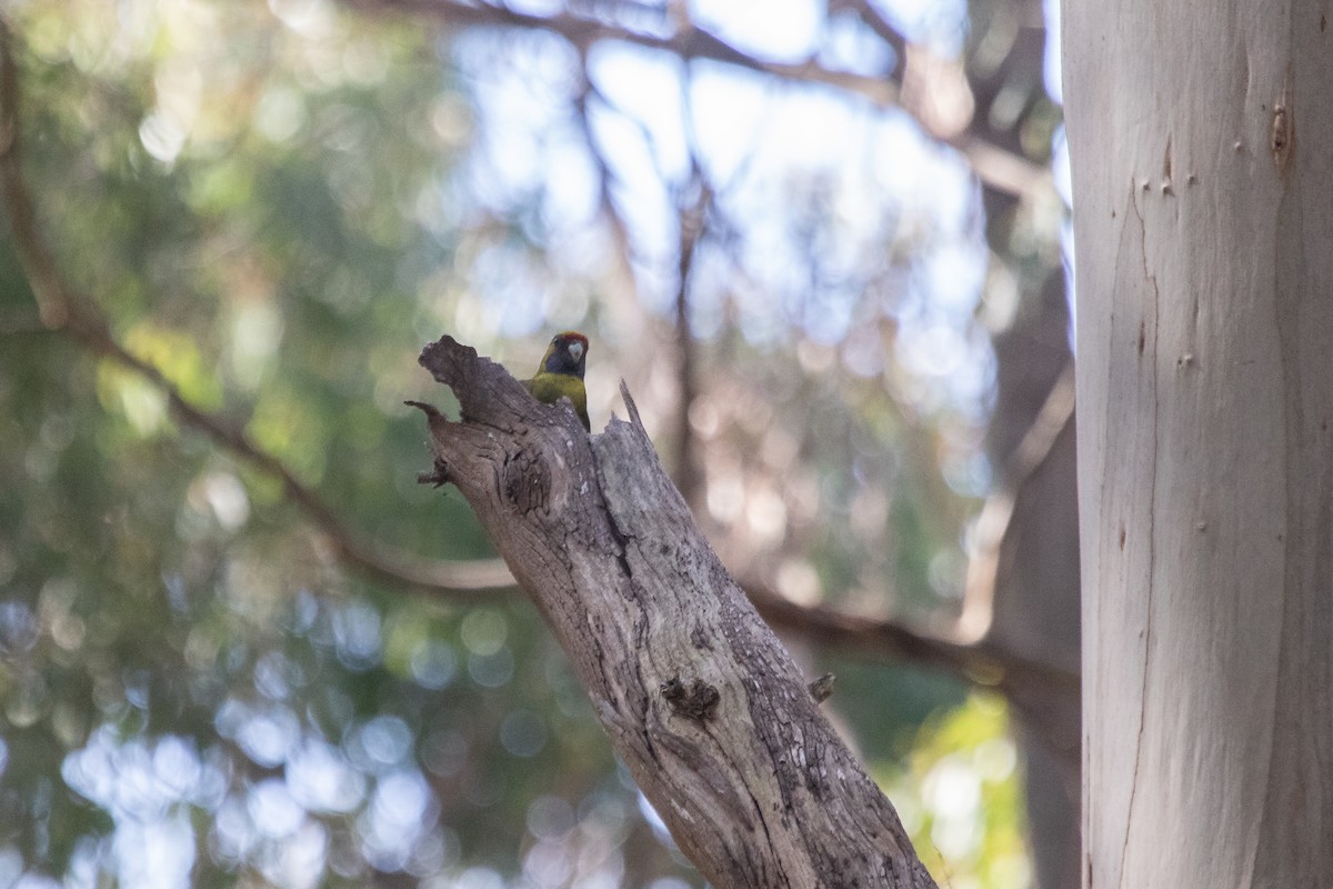 Green Rosella - Ramit Singal