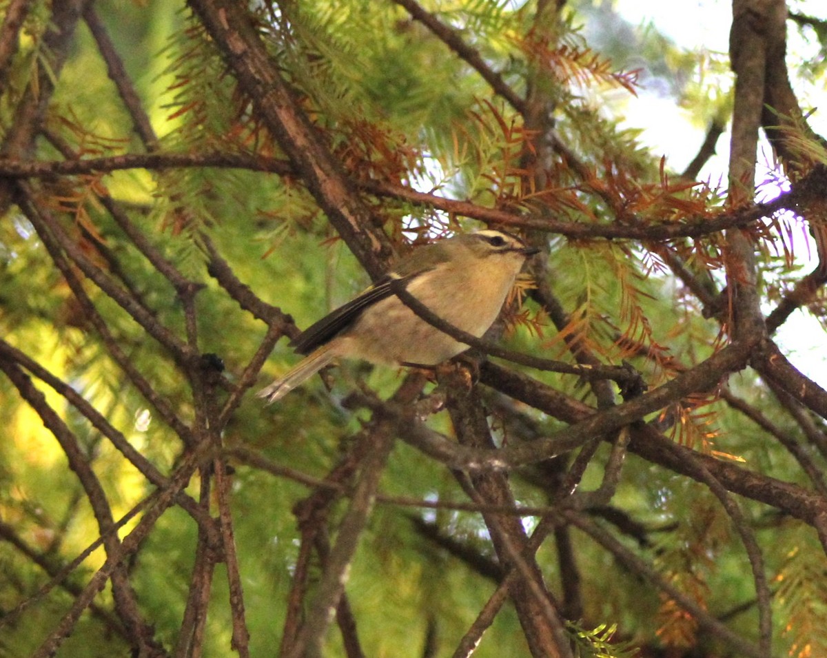 Golden-crowned Kinglet - Kenneth Showalter