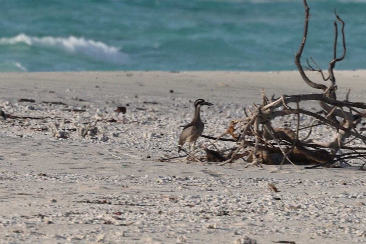 Beach Thick-knee - ML610308247