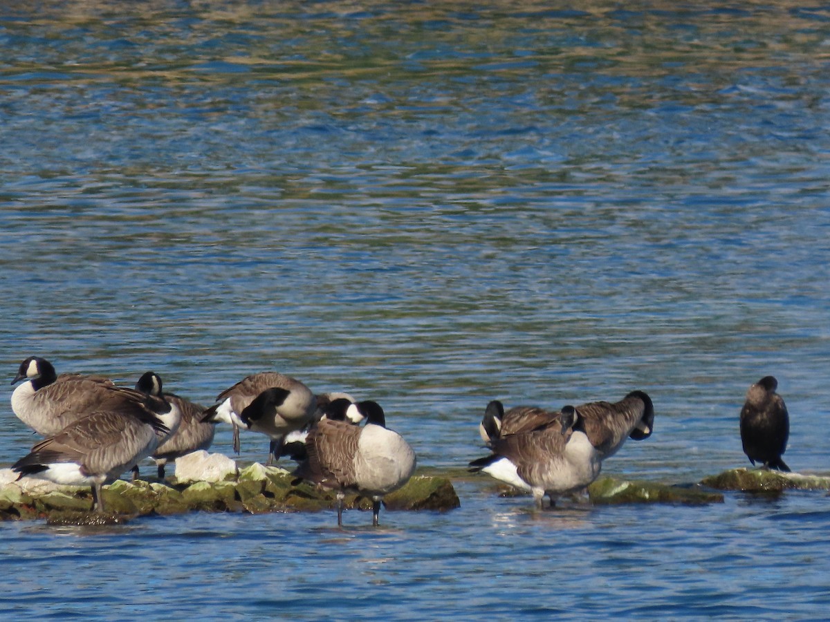 Canada Goose - ML610308422