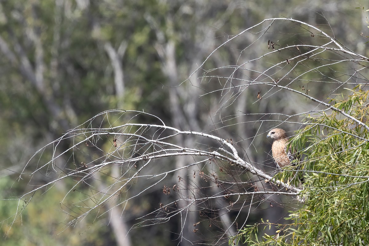 Red-shouldered Hawk - ML610308436