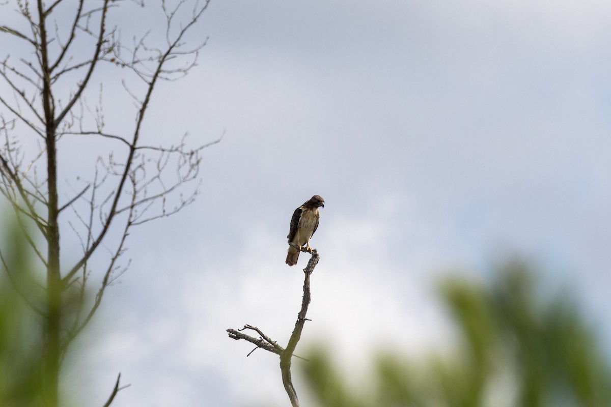 Red-tailed Hawk - ML610308445