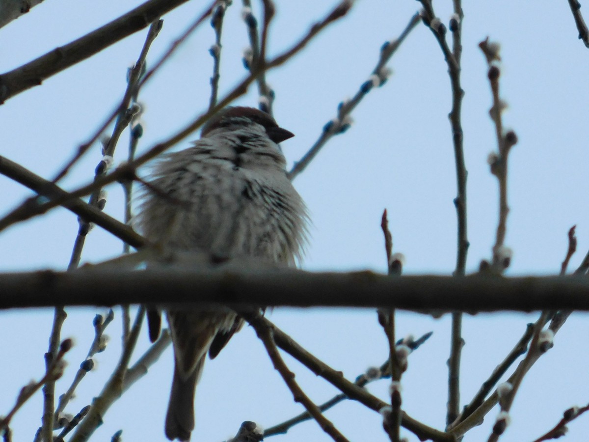 Eurasian Tree Sparrow - ML610308472