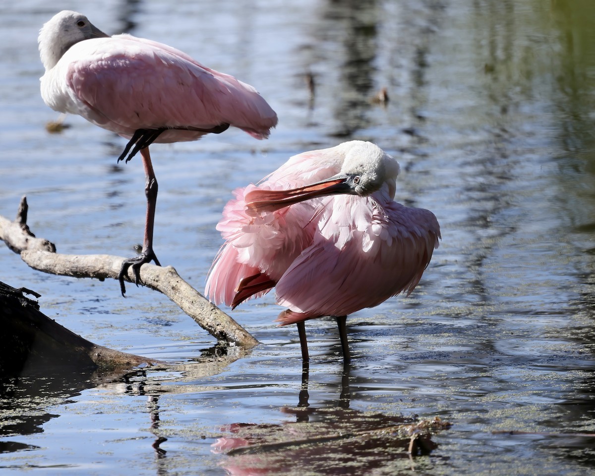 Roseate Spoonbill - ML610308535