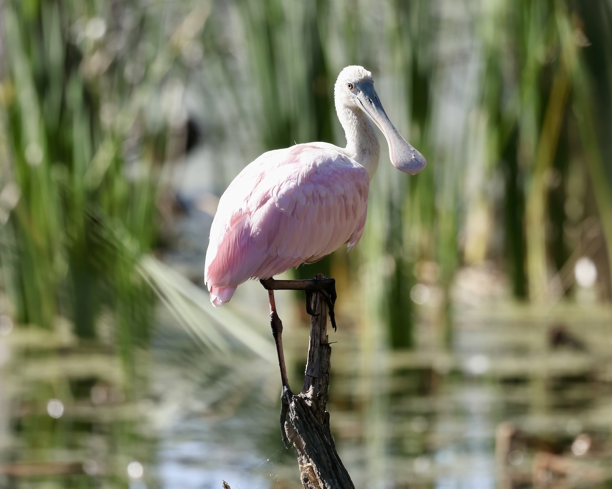 Roseate Spoonbill - ML610308536