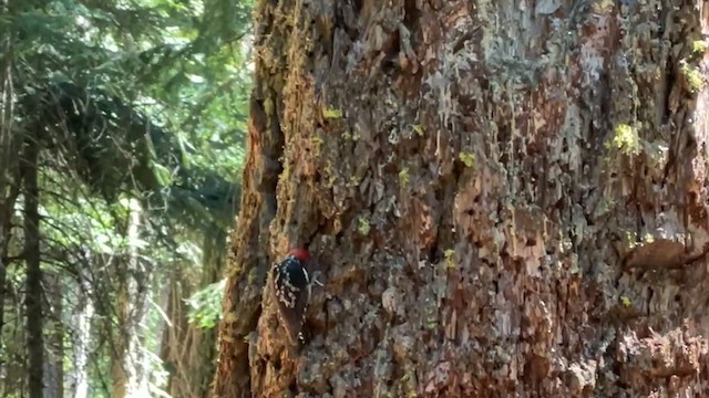 Red-breasted Sapsucker - ML610308545