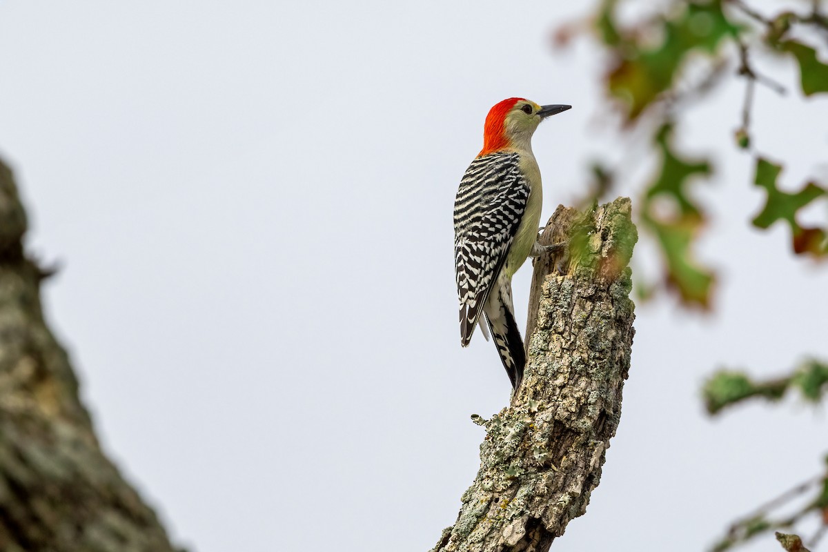 Red-bellied Woodpecker - ML610308546